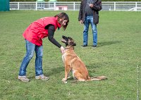 030- LEIKA -11032017-sans titre-OBE 6232 : 2017, CC DE CHANTILLY, CONCOURS OBEISSANCE, CSAU, LEIKA, Samedi 11 Mars 2017