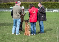 031- LEIKA -11032017-sans titre-OBE 6236 : 2017, CC DE CHANTILLY, CONCOURS OBEISSANCE, CSAU, LEIKA, Samedi 11 Mars 2017