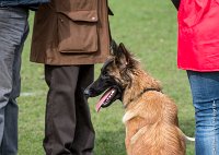 032- LEIKA -11032017-sans titre-OBE 6237 : 2017, CC DE CHANTILLY, CONCOURS OBEISSANCE, CSAU, LEIKA, Samedi 11 Mars 2017