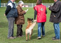 034- LEIKA -11032017-sans titre-OBE 6239 : 2017, CC DE CHANTILLY, CONCOURS OBEISSANCE, CSAU, LEIKA, Samedi 11 Mars 2017