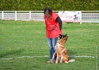 037- LEIKA -11032017-sans titre-OBE 6733 : 2017, BREVET, CC DE CHANTILLY, CONCOURS OBEISSANCE, LEIKA