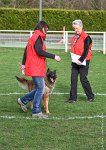 041- LEIKA -11032017-sans titre-OBE 6739 : 2017, BREVET, CC DE CHANTILLY, CONCOURS OBEISSANCE, LEIKA