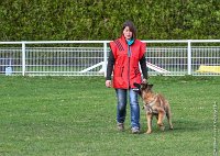 042- LEIKA -11032017-sans titre-OBE 6743 : 2017, BREVET, CC DE CHANTILLY, CONCOURS OBEISSANCE, LEIKA