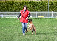 043- LEIKA -11032017-sans titre-OBE 6746 : 2017, BREVET, CC DE CHANTILLY, CONCOURS OBEISSANCE, LEIKA