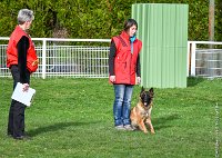 052- LEIKA -11032017-sans titre-OBE 6763 : 2017, BREVET, CC DE CHANTILLY, CONCOURS OBEISSANCE, LEIKA