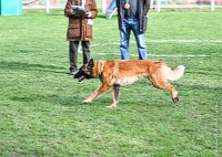 055- LEIKA -11032017-sans titre-OBE 6773 : 2017, BREVET, CC DE CHANTILLY, CONCOURS OBEISSANCE, LEIKA