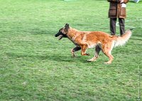 056- LEIKA -11032017-sans titre-OBE 6774 : 2017, BREVET, CC DE CHANTILLY, CONCOURS OBEISSANCE, LEIKA