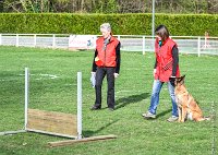 061- LEIKA -11032017-sans titre-OBE 6779 : 2017, BREVET, CC DE CHANTILLY, CONCOURS OBEISSANCE, LEIKA