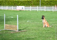 062- LEIKA -11032017-sans titre-OBE 6780 : 2017, BREVET, CC DE CHANTILLY, CONCOURS OBEISSANCE, LEIKA