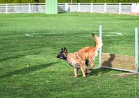 064- LEIKA -11032017-sans titre-OBE 6782 : 2017, BREVET, CC DE CHANTILLY, CONCOURS OBEISSANCE, LEIKA