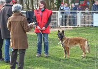 079- LEIKA -11032017-sans titre-OBE 6804 : 2017, BREVET, CC DE CHANTILLY, CONCOURS OBEISSANCE, LEIKA