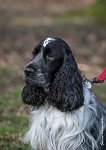 010- Louna - 11032017-sans titre-OBE 6064 : 2017, CC DE CHANTILLY, CONCOURS OBEISSANCE, CSAU, LOUNA, Samedi 11 Mars 2017