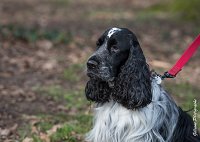 011- Louna - 11032017-sans titre-OBE 6065 : 2017, CC DE CHANTILLY, CONCOURS OBEISSANCE, CSAU, LOUNA, Samedi 11 Mars 2017