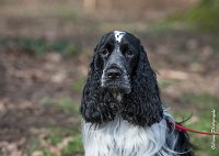 015- Louna - 11032017-sans titre-OBE 6069 : 2017, CC DE CHANTILLY, CONCOURS OBEISSANCE, CSAU, LOUNA, Samedi 11 Mars 2017