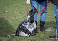 020- Louna - 11032017-sans titre-OBE 6122 : 2017, CC DE CHANTILLY, CONCOURS OBEISSANCE, CSAU, LOUNA, Samedi 11 Mars 2017