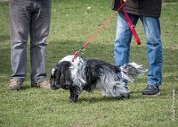 023- Louna - 11032017-sans titre-OBE 6127 : 2017, CC DE CHANTILLY, CONCOURS OBEISSANCE, CSAU, LOUNA, Samedi 11 Mars 2017