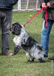 025- Louna - 11032017-sans titre-OBE 6130 : 2017, CC DE CHANTILLY, CONCOURS OBEISSANCE, CSAU, LOUNA, Samedi 11 Mars 2017