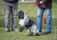 026- Louna - 11032017-sans titre-OBE 6131 : 2017, CC DE CHANTILLY, CONCOURS OBEISSANCE, CSAU, LOUNA, Samedi 11 Mars 2017