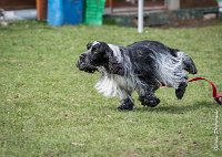 027- Louna - 11032017-sans titre-OBE 6134 : 2017, CC DE CHANTILLY, CONCOURS OBEISSANCE, CSAU, LOUNA, Samedi 11 Mars 2017