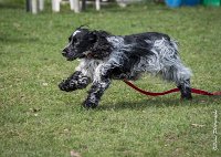 028- Louna - 11032017-sans titre-OBE 6135 : 2017, CC DE CHANTILLY, CONCOURS OBEISSANCE, CSAU, LOUNA, Samedi 11 Mars 2017