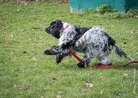 030- Louna - 11032017-sans titre-OBE 6138 : 2017, CC DE CHANTILLY, CONCOURS OBEISSANCE, CSAU, LOUNA, Samedi 11 Mars 2017