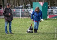 032- Louna - 11032017-sans titre-OBE 6142 : 2017, CC DE CHANTILLY, CONCOURS OBEISSANCE, CSAU, LOUNA, Samedi 11 Mars 2017