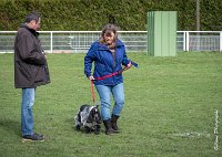 034- Louna - 11032017-sans titre-OBE 6144 : 2017, CC DE CHANTILLY, CONCOURS OBEISSANCE, CSAU, LOUNA, Samedi 11 Mars 2017