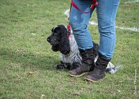 037- Louna - 11032017-sans titre-OBE 6148 : 2017, CC DE CHANTILLY, CONCOURS OBEISSANCE, CSAU, LOUNA, Samedi 11 Mars 2017