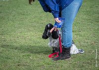 038- Louna - 11032017-sans titre-OBE 6149 : 2017, CC DE CHANTILLY, CONCOURS OBEISSANCE, CSAU, LOUNA, Samedi 11 Mars 2017