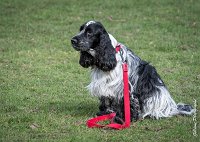 039- Louna - 11032017-sans titre-OBE 6150 : 2017, CC DE CHANTILLY, CONCOURS OBEISSANCE, CSAU, LOUNA, Samedi 11 Mars 2017