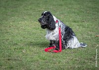 040- Louna - 11032017-sans titre-OBE 6151 : 2017, CC DE CHANTILLY, CONCOURS OBEISSANCE, CSAU, LOUNA, Samedi 11 Mars 2017