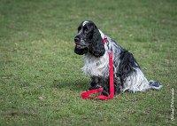 042- Louna - 11032017-sans titre-OBE 6153 : 2017, CC DE CHANTILLY, CONCOURS OBEISSANCE, CSAU, LOUNA, Samedi 11 Mars 2017