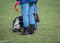 050- Louna - 11032017-sans titre-OBE 6163 : 2017, CC DE CHANTILLY, CONCOURS OBEISSANCE, CSAU, LOUNA, Samedi 11 Mars 2017