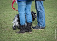 051- Louna - 11032017-sans titre-OBE 6164 : 2017, CC DE CHANTILLY, CONCOURS OBEISSANCE, CSAU, LOUNA, Samedi 11 Mars 2017