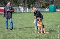 031-LOUSTYK-11032017-sans titre-OBE 6102 : 2017, CC DE CHANTILLY, CONCOURS OBEISSANCE, CSAU, LOUSTYK, Samedi 11 Mars 2017