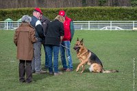 040-LOUSTYK-11032017-sans titre-OBE 6116 : 2017, CC DE CHANTILLY, CONCOURS OBEISSANCE, CSAU, LOUSTYK, Samedi 11 Mars 2017