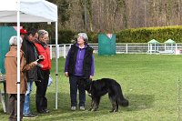 003- LUCKY -11032017-sans titre-OBE 6300 : 2017, BREVET, CC DE CHANTILLY, CONCOURS OBEISSANCE, LUCKY