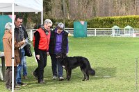 004- LUCKY -11032017-sans titre-OBE 6301 : 2017, BREVET, CC DE CHANTILLY, CONCOURS OBEISSANCE, LUCKY