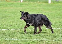 012- LUCKY -11032017-sans titre-OBE 6313 : 2017, BREVET, CC DE CHANTILLY, CONCOURS OBEISSANCE, LUCKY