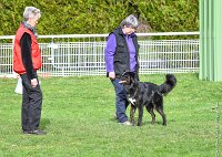 020- LUCKY -11032017-sans titre-OBE 6327 : 2017, BREVET, CC DE CHANTILLY, CONCOURS OBEISSANCE, LUCKY