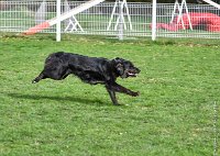 026- LUCKY -11032017-sans titre-OBE 6333 : 2017, BREVET, CC DE CHANTILLY, CONCOURS OBEISSANCE, LUCKY