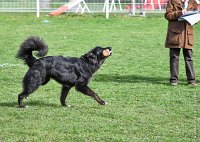 032- LUCKY -11032017-sans titre-OBE 6341 : 2017, BREVET, CC DE CHANTILLY, CONCOURS OBEISSANCE, LUCKY