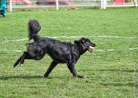 033- LUCKY -11032017-sans titre-OBE 6342 : 2017, BREVET, CC DE CHANTILLY, CONCOURS OBEISSANCE, LUCKY