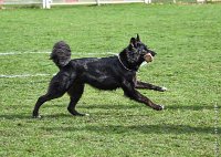 034- LUCKY -11032017-sans titre-OBE 6343 : 2017, BREVET, CC DE CHANTILLY, CONCOURS OBEISSANCE, LUCKY