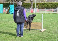 041- LUCKY -11032017-sans titre-OBE 6351 : 2017, BREVET, CC DE CHANTILLY, CONCOURS OBEISSANCE, LUCKY