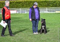 043- LUCKY -11032017-sans titre-OBE 6354 : 2017, BREVET, CC DE CHANTILLY, CONCOURS OBEISSANCE, LUCKY