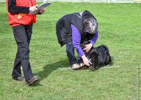 050- LUCKY -11032017-sans titre-OBE 6362 : 2017, BREVET, CC DE CHANTILLY, CONCOURS OBEISSANCE, LUCKY