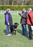 060- LUCKY -11032017-sans titre-OBE 6374 : 2017, BREVET, CC DE CHANTILLY, CONCOURS OBEISSANCE, LUCKY