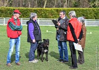 062- LUCKY -11032017-sans titre-OBE 6376 : 2017, BREVET, CC DE CHANTILLY, CONCOURS OBEISSANCE, LUCKY