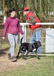 001- SCOFFIELD - 12032017-OBEISSANCE CHANTILLY C1 -RAL 8455 : 2017, CC DE CHANTILLY, CLASSE 2, CONCOURS OBEISSANCE, Dimanche 12 Mars 2017, SCOFFIELD